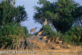 Impala